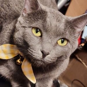 Meet your Posher, Remus